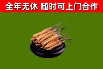 普宁市回收冬虫夏草
